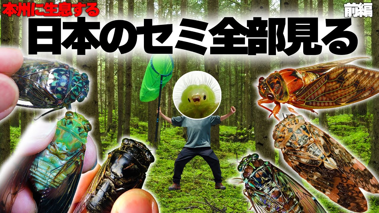 本州に生息する日本のセミ全部見る 前編