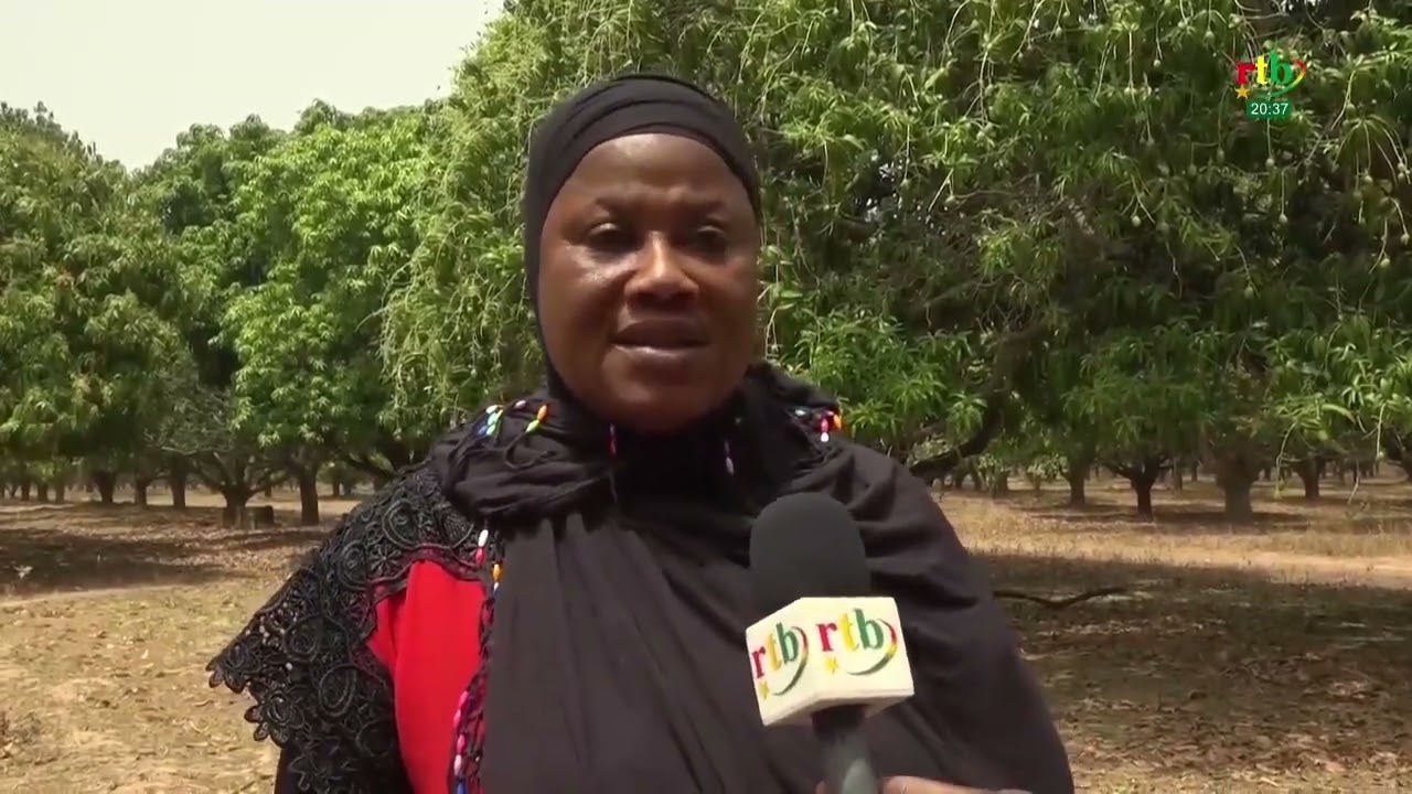 Reportage sur les femmes propriétaires de verger de mangue et productrices de mangues séchées