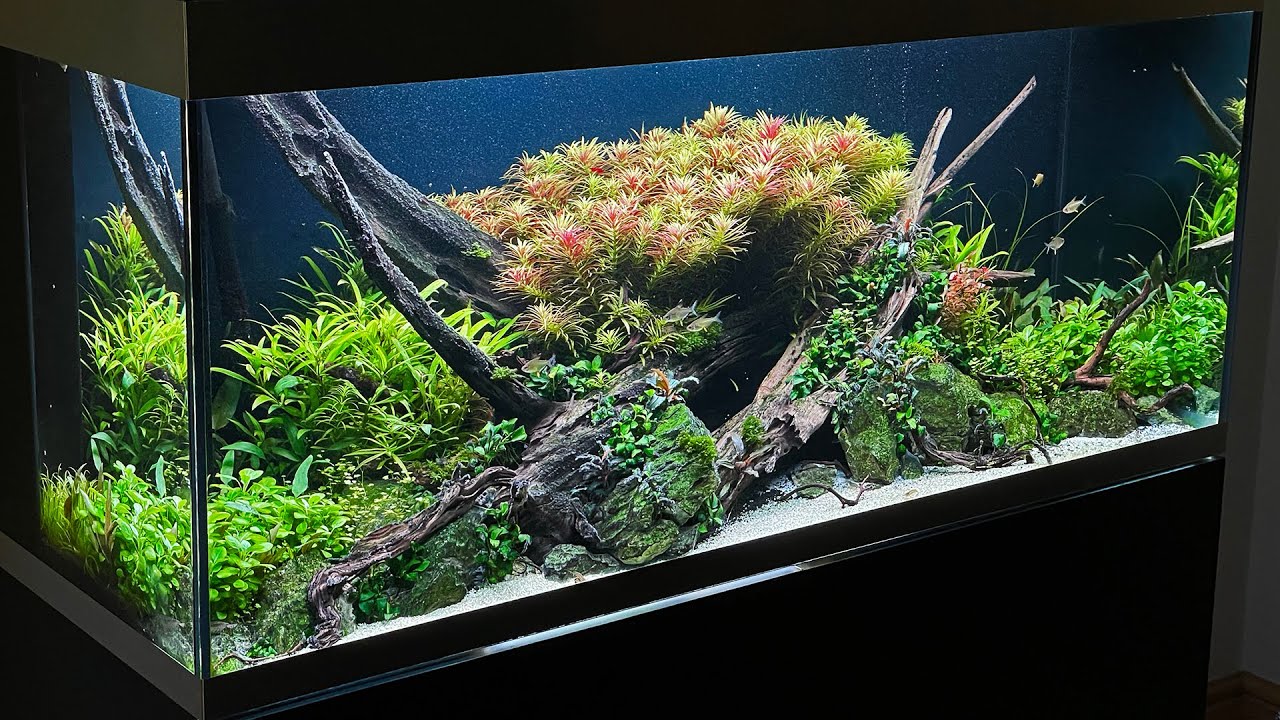 100-galonowy Aquascape kontra algi