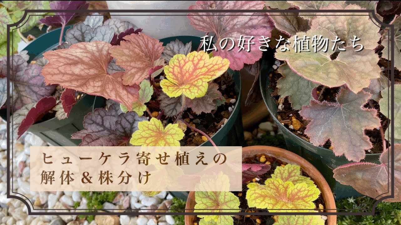 【ガーデニング】#172 my favorite plants  ヒューケラの寄せ植えの解体 #腰痛い #カラーリーフ#ヒューケラ