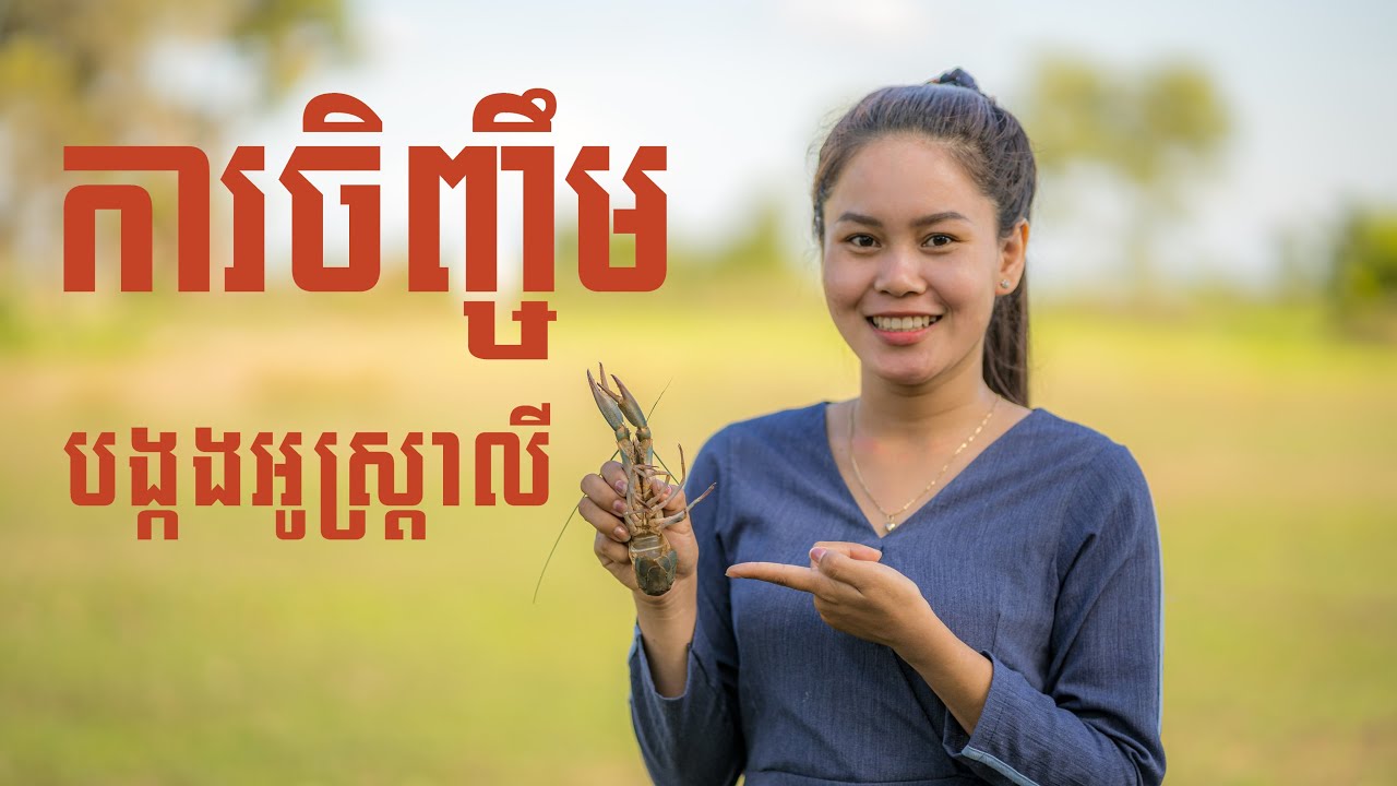 ការចិញ្ចឹមបង្កងអូស្ត្រាលី | Crayfish Farming