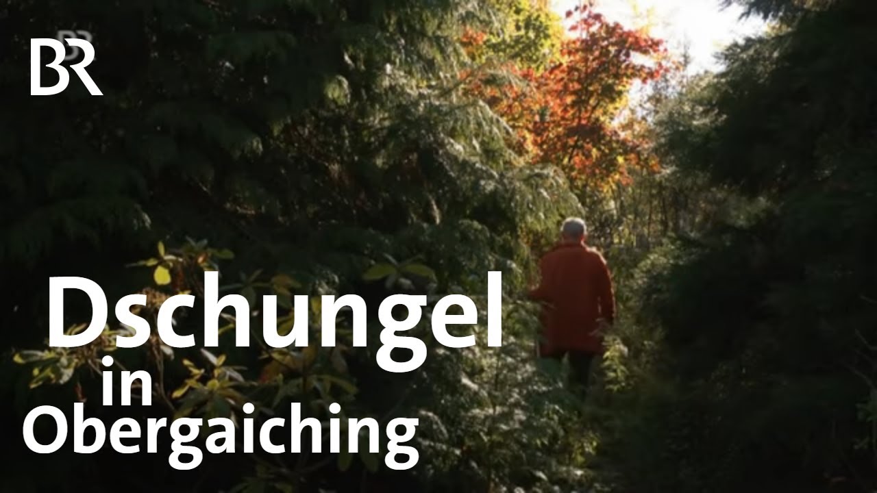 Einzigartige Baumsammlung aus aller Welt: Das Arboretum in Obergaiching |  Schwaben & Altbayern | BR