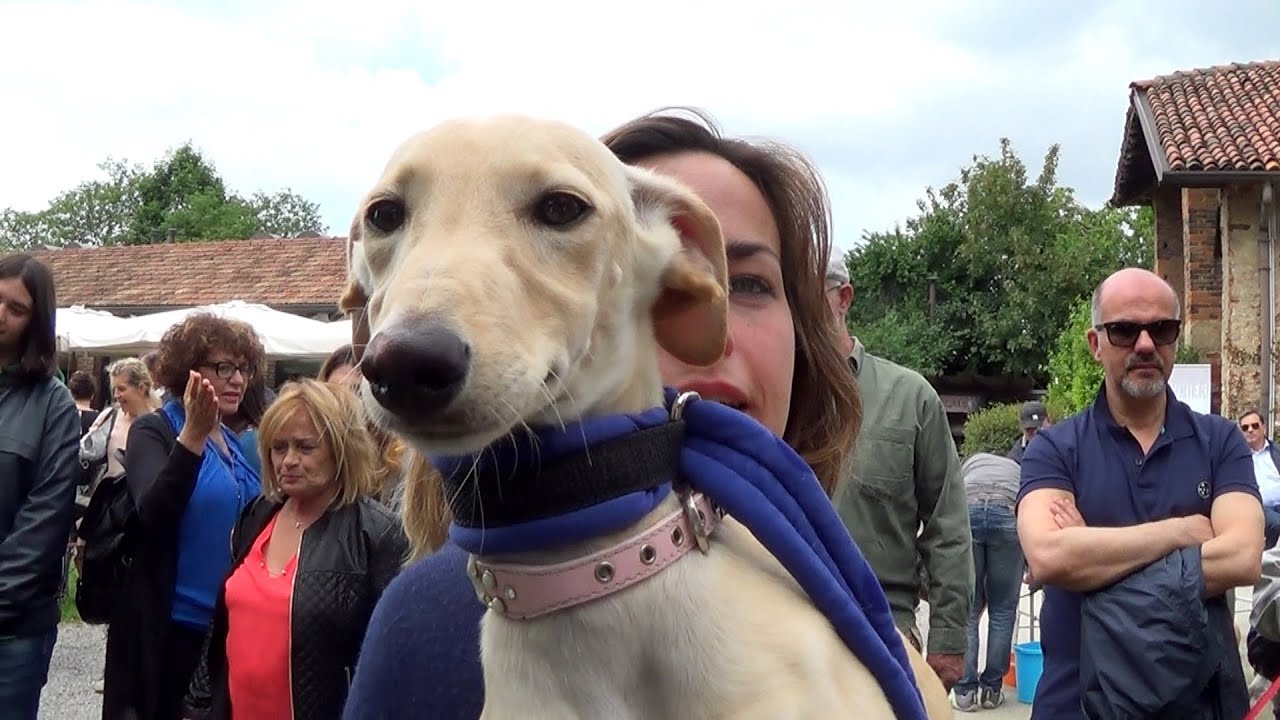 SOS Levrieri - 14 Maggio 2016 Adozioni Galgo