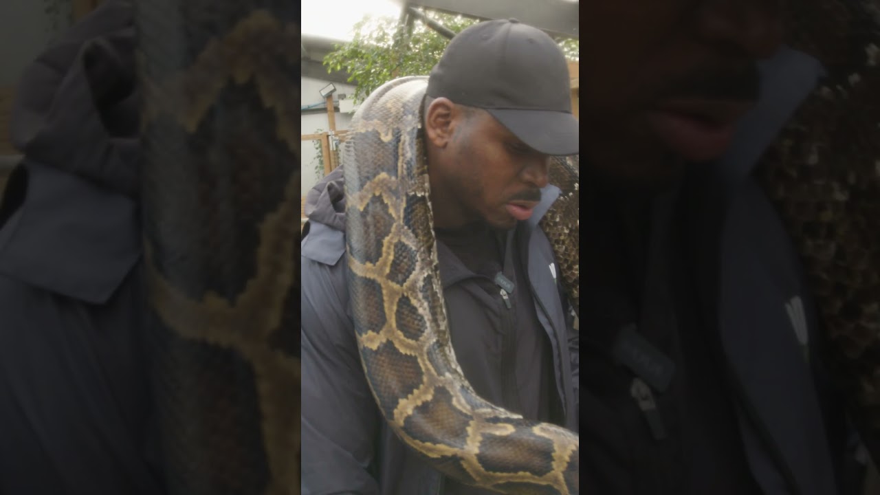 Fekky trzyma OGROMNEGO pytona&hellip; i natychmiast tego żałuje 🐍😱