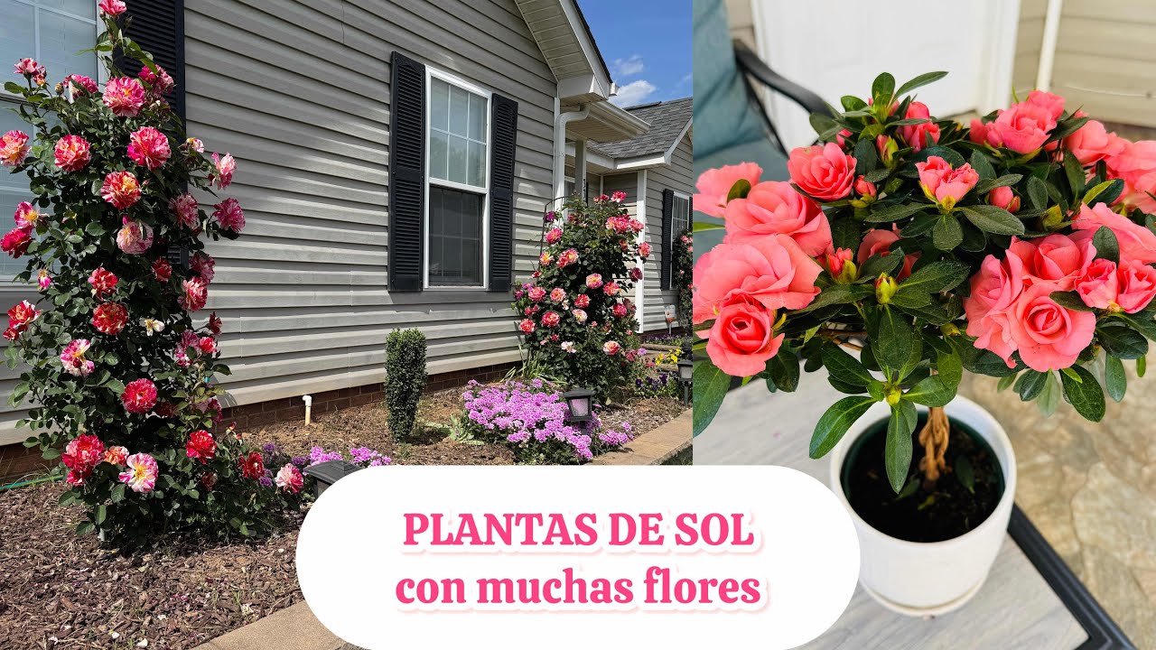 Plantas de sol muchas flores en el jardin Rosas, amaryllis, verbenas y coronas de cristo