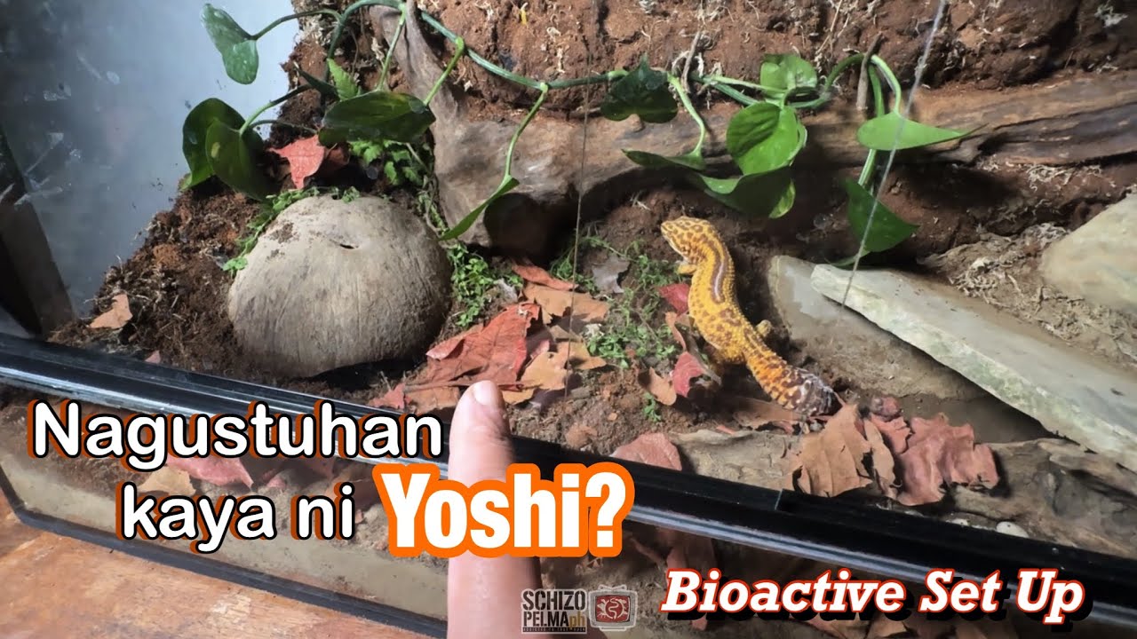 Ang Simpleng Kagubatan ni Yoshi