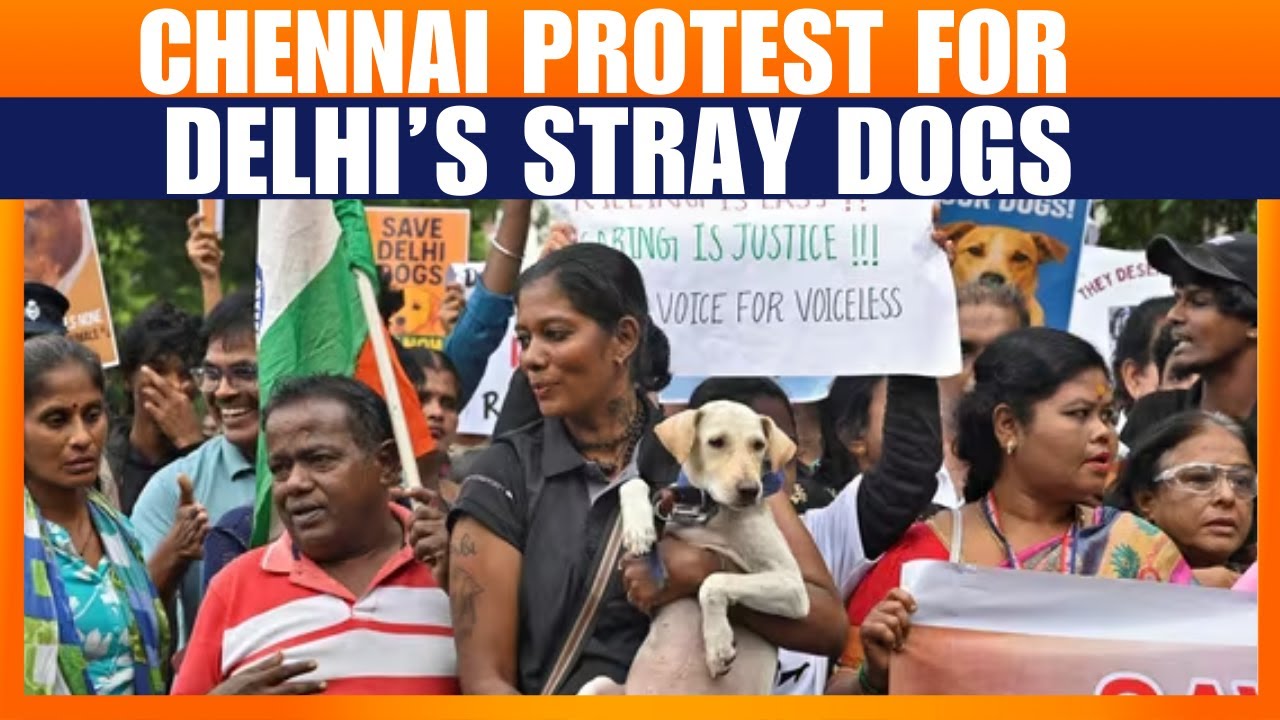 Chennai Animal Lovers Protest in Solidarity With Delhi’s Stray Dogs | News9