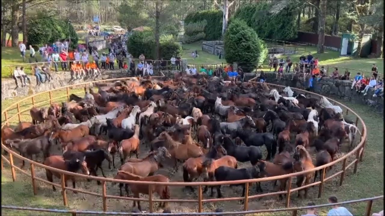 Fiesta de la Rapa das Bestas 2024 / A Amil ( Moraña,Pontevedra )