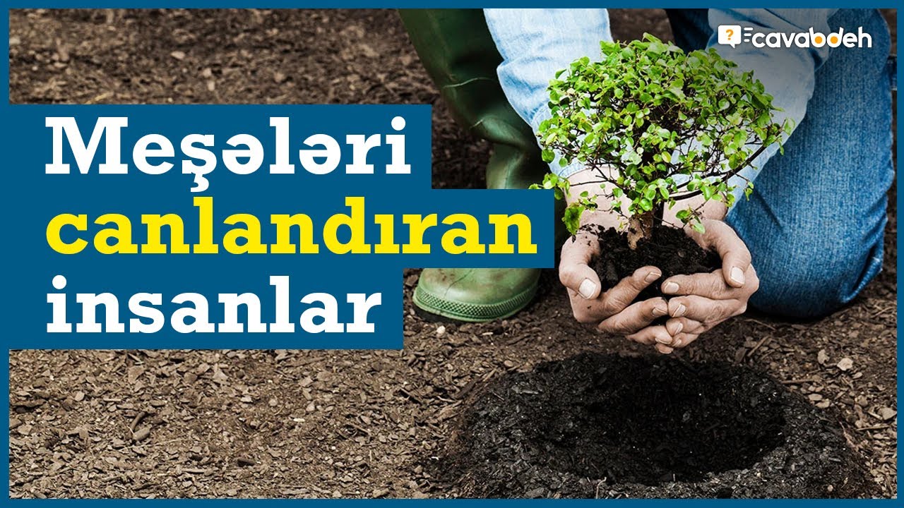 Ağac əkərək planeti yaşıllaşdıran insanlar. / Maraqlı dünya!
