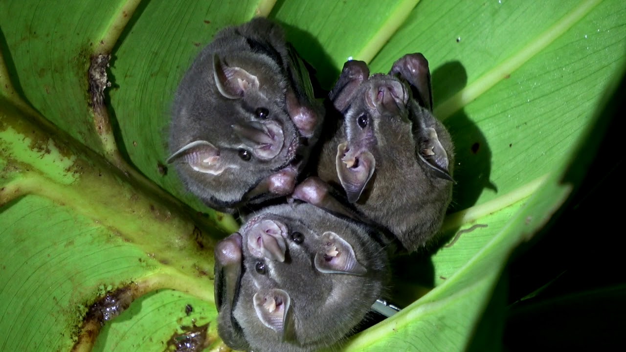 Thomas's Fruit-eating  Bat