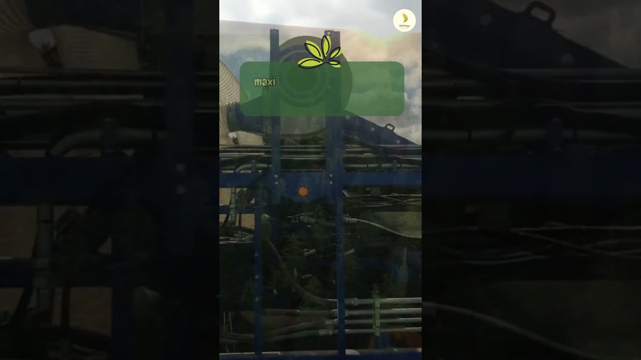 When growing hemp for CBD #plants #shorts #video #hempfarming