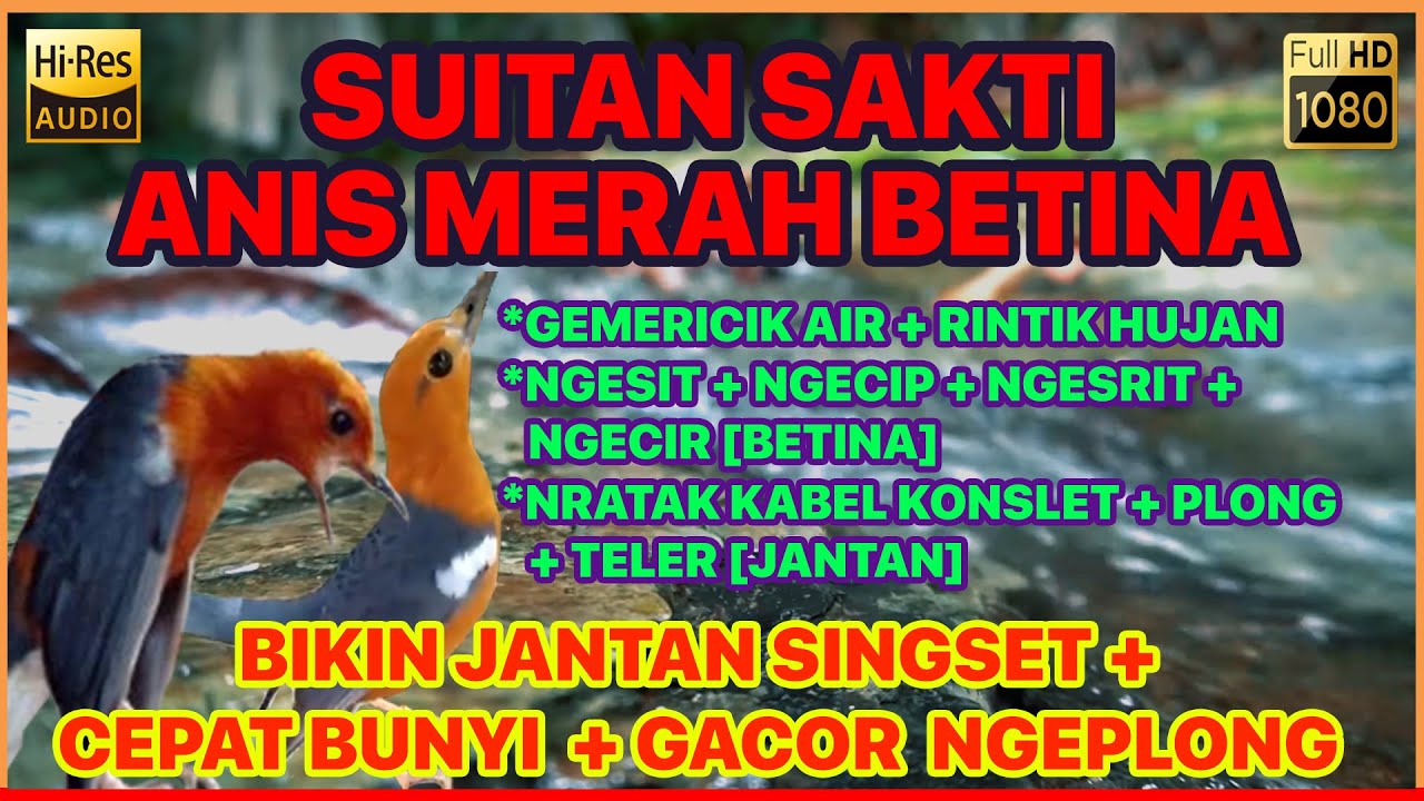 🔴 SUITAN SAKTI ANIS MERAH BETINA BIRAHI MEMANGGIL & PANCING JANTAN