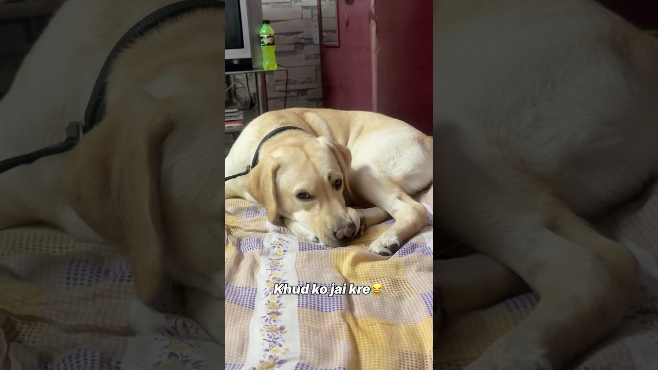 Khud ko jai kre 😂 || Labra Coco || 