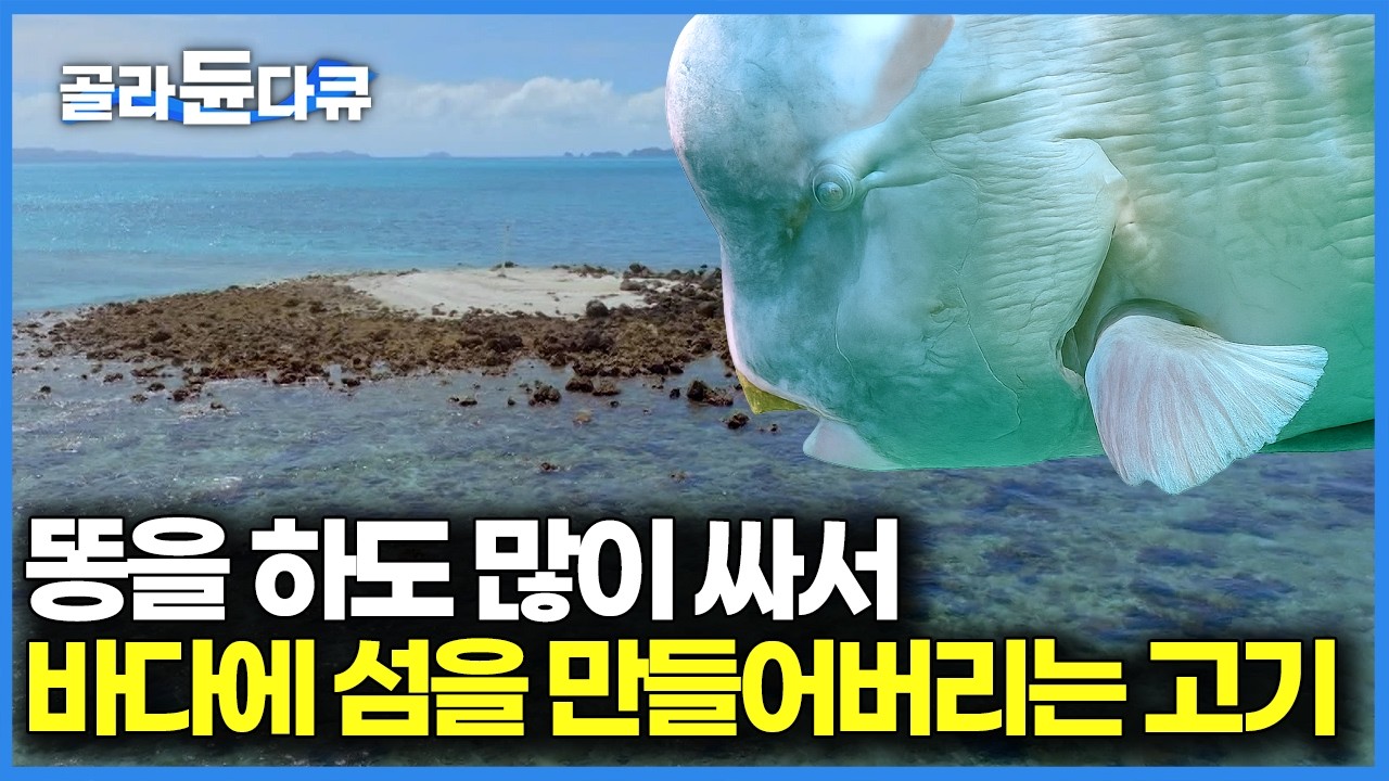 패럿피시 여러 마리가 모여 영차영차 배변을 하면 섬이 만들어진다, 멸종 위기종 물고기가 섬을 만드는 방법｜자연 다큐｜다큐프라임｜#골라듄다큐