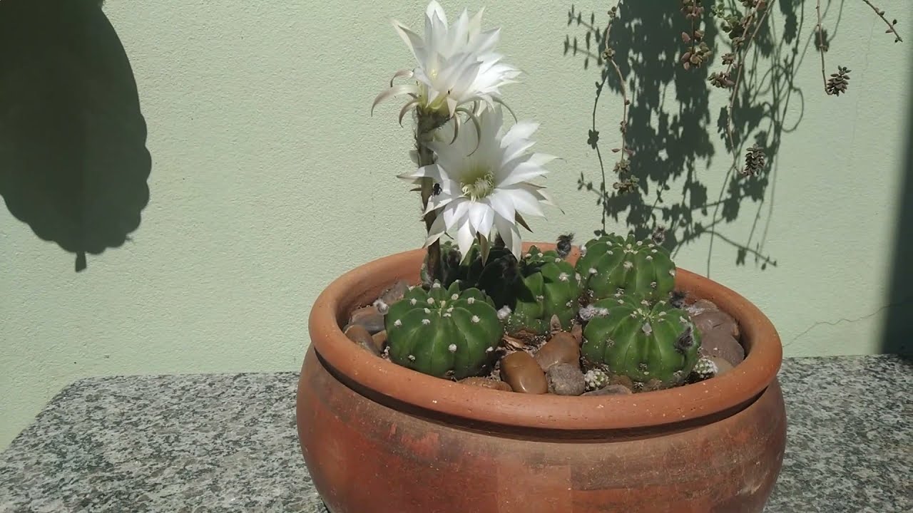 Conhe&ccedil;a meu canal de plantas | Juracy Ribeiro