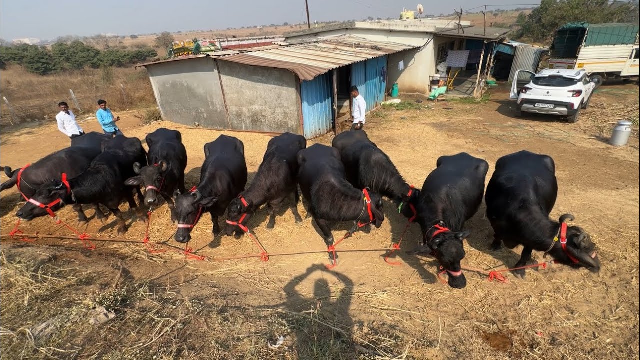 वडगाव मावळमध्ये आला सुपर हिट म्हशींचा लॉट | 20 लीटर दूध देणाऱ्या म्हशी| Dairy farming in Maharashtra