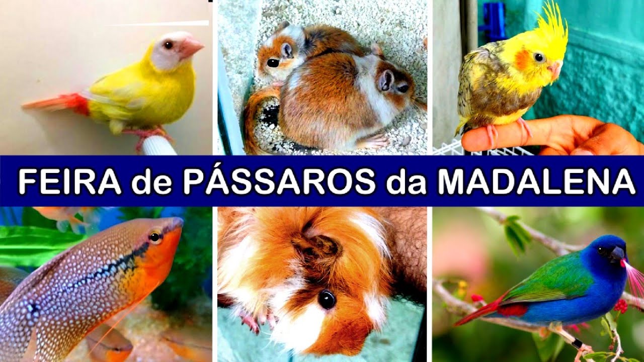 Feira de Pássaros e Animais da Madalena  #passaros #pets #aves