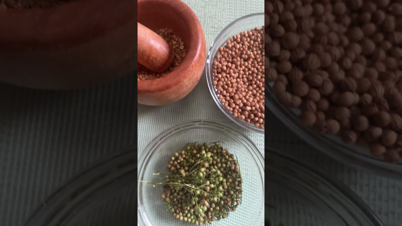 Culantro o coriander (semilla de cilantro) para hacer curry.