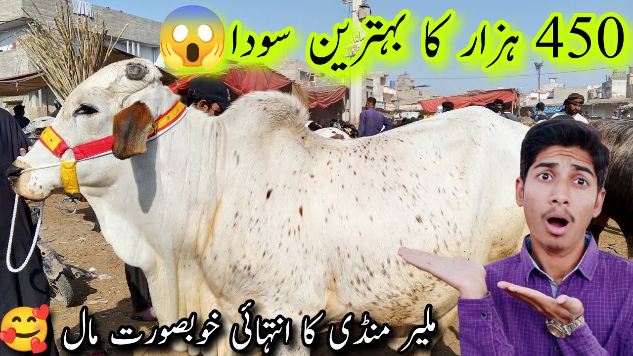 Malir Mandi Karachi Cattle Latest Rates Update 20 Jan 2026 | Bakra Eid Season 2026 | 