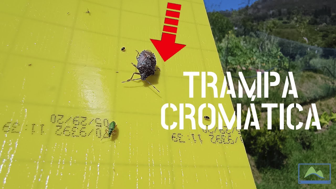 ¡Sin INSECTICIDA! Captura plagas con Trampas CROMÁTICAS en 3 sencillos pasos #LdN #agriCULTURA