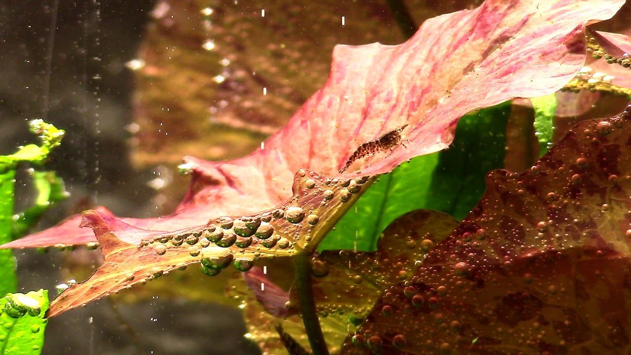 Just a fish tank