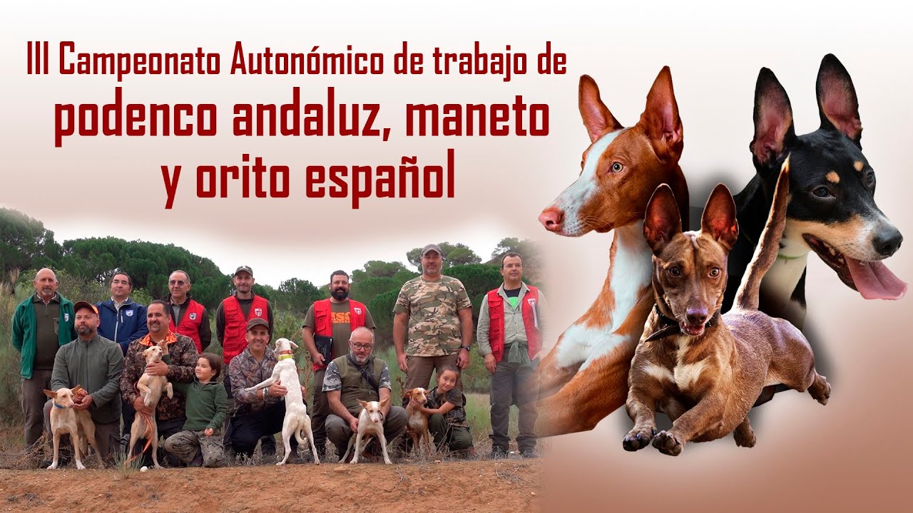 Campeonato Autonómico de caza con podenco andaluz, orito y maneto trailer