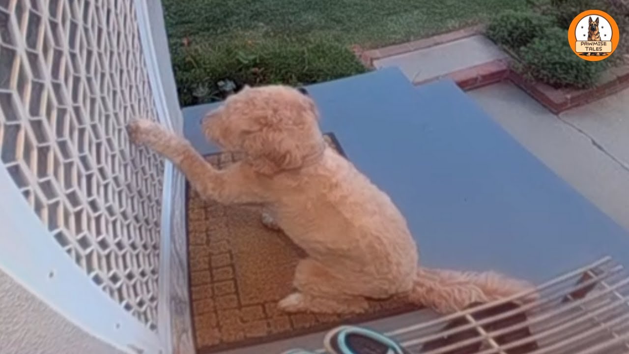 A Dog Kept Knocking on Our Door…and Somehow Brought Our Neighborhood Together