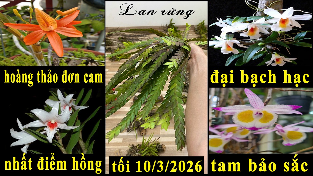 (Dạ đã hết rồi ạ)Lan rừng tối 10/3/2026(ship30k)Đơn cam, nhất điểm hồng, đại bạch hạc, tam bảo sắc