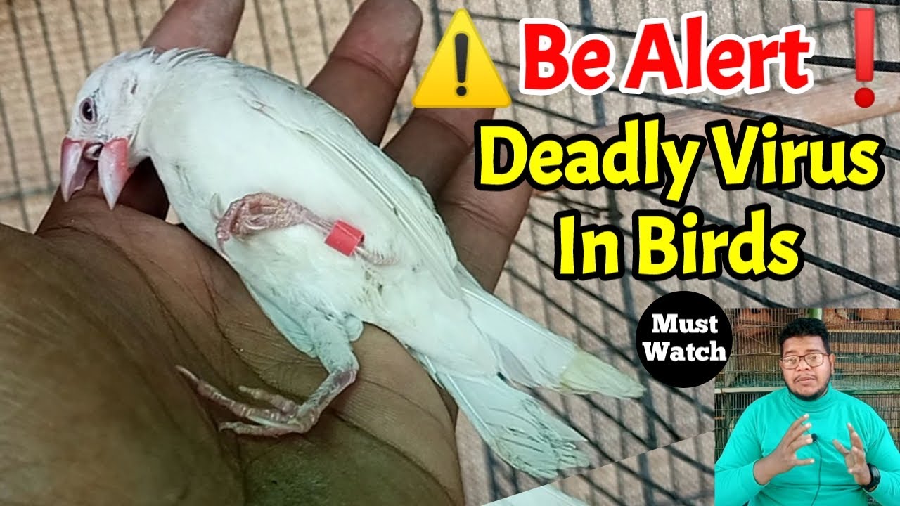 Java sparrow virus treatment | Java bird diseases | How To Treat Sick Birds | Java virus | Birds