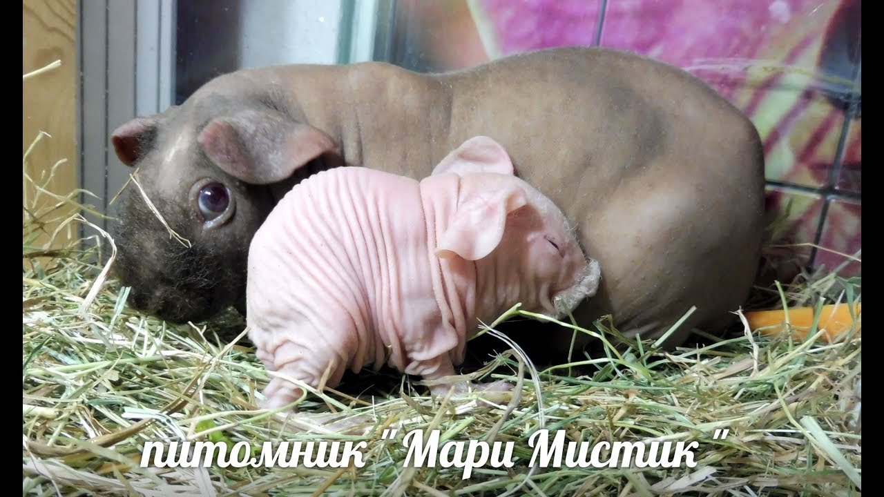 СЮРПРИЗ ! СВИНКА СКИННИ АЛЬБИНОС #БЕЛАЯСВИНКАСКИННИАЛЬБИНОС( ПИТОМНИК 