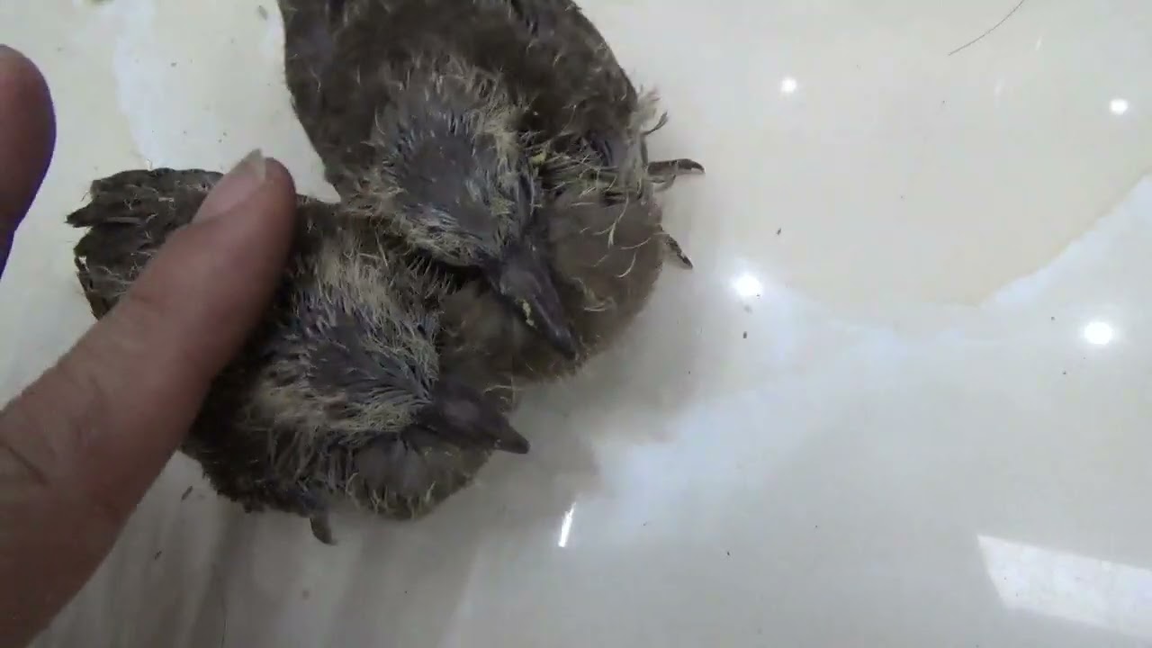 Cách nuôi chim cu gáy non, thức ăn cho chim nhanh lớn.