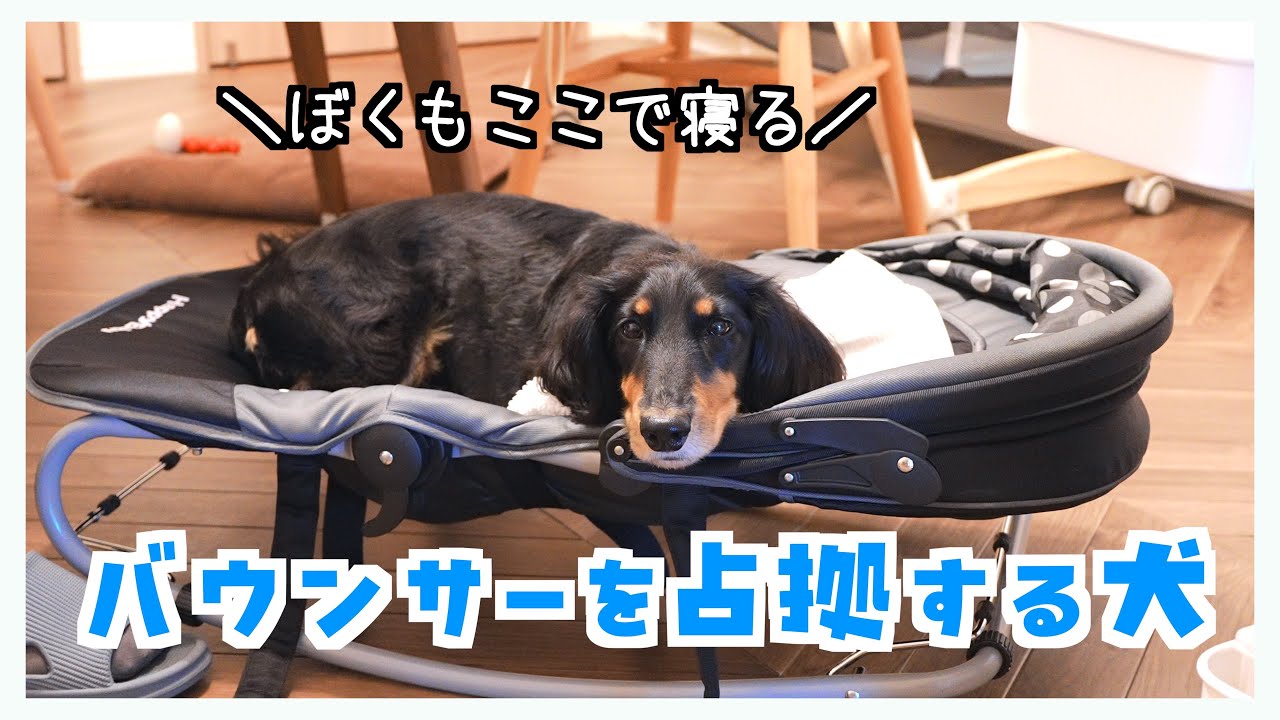 赤ちゃんのバウンサーが羨ましくて乗っ取る犬が愛おしい