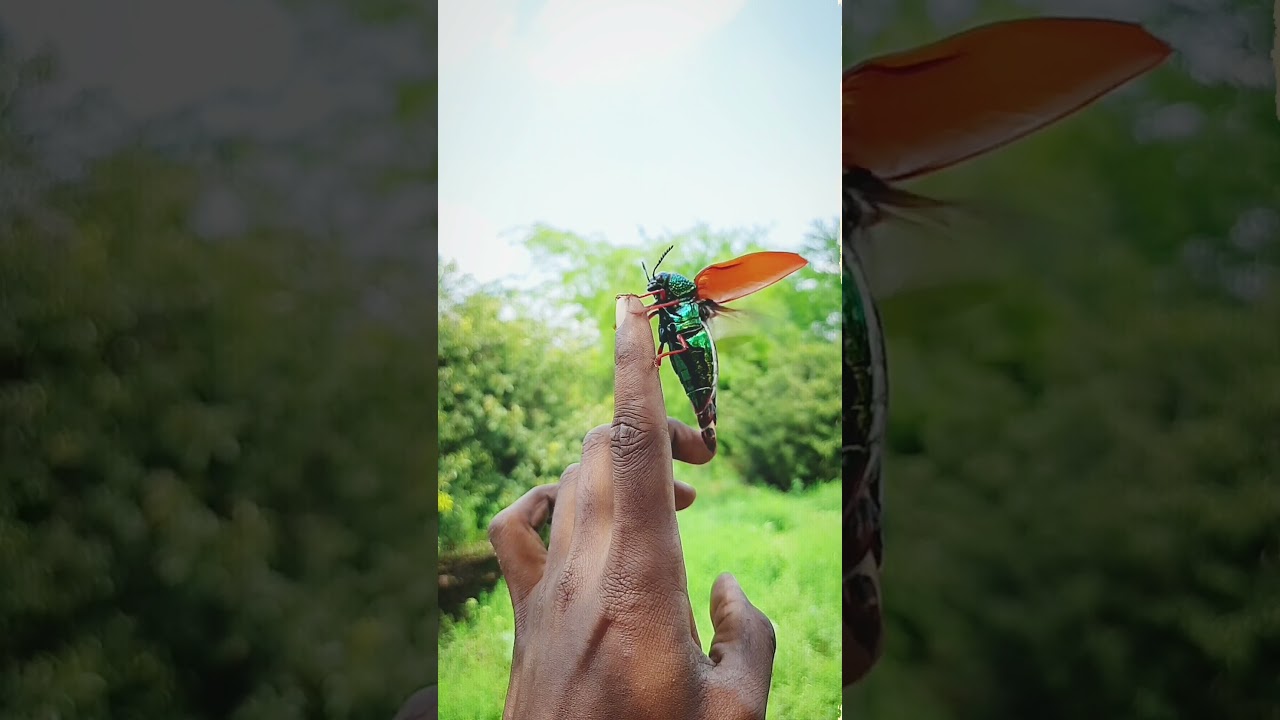 #ponvandu #insects #insect #nature #naturesounds #fly #sound #shorts #shortsvideo #slowmotion