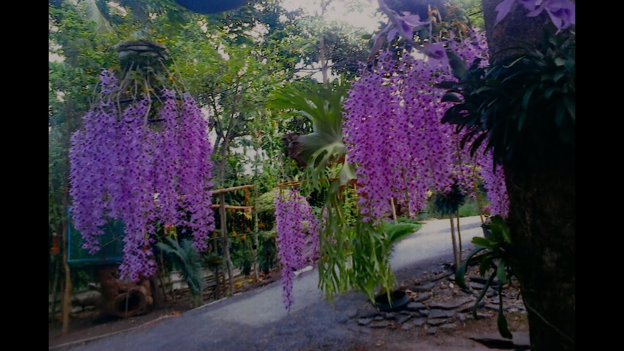 วิธีปลูกเอื้องสายโอโน่,Dendrobium anosmum,ติดต่อพันธุ์ 0964696359