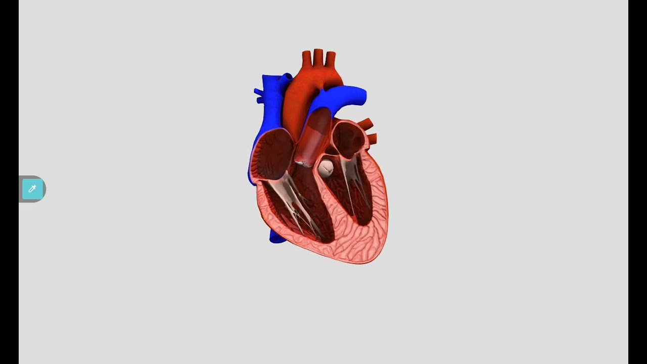 Heartbeat Search for heart animation 