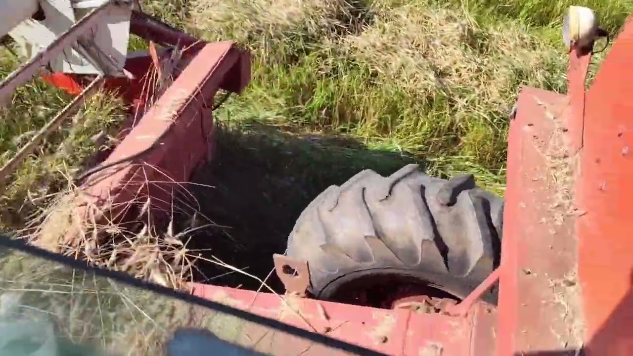 Threshing Rye