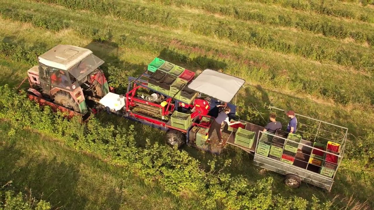 Sklizeň rybízu 2021 - AGROSPOL Knínice