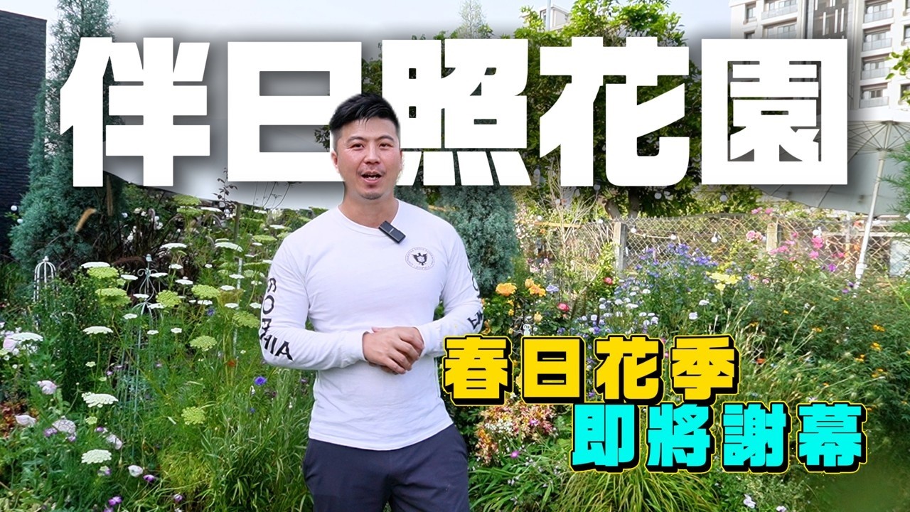 【伊恩私家花園】謝謝大家春天都過來賞花，伊恩的伴日照花園今年的春天花季已經接近尾聲。大約在四月中，花園就會變成夏天景色了。花園在《伴日照咖啡館》(彰化縣員林市三橋街146號)。