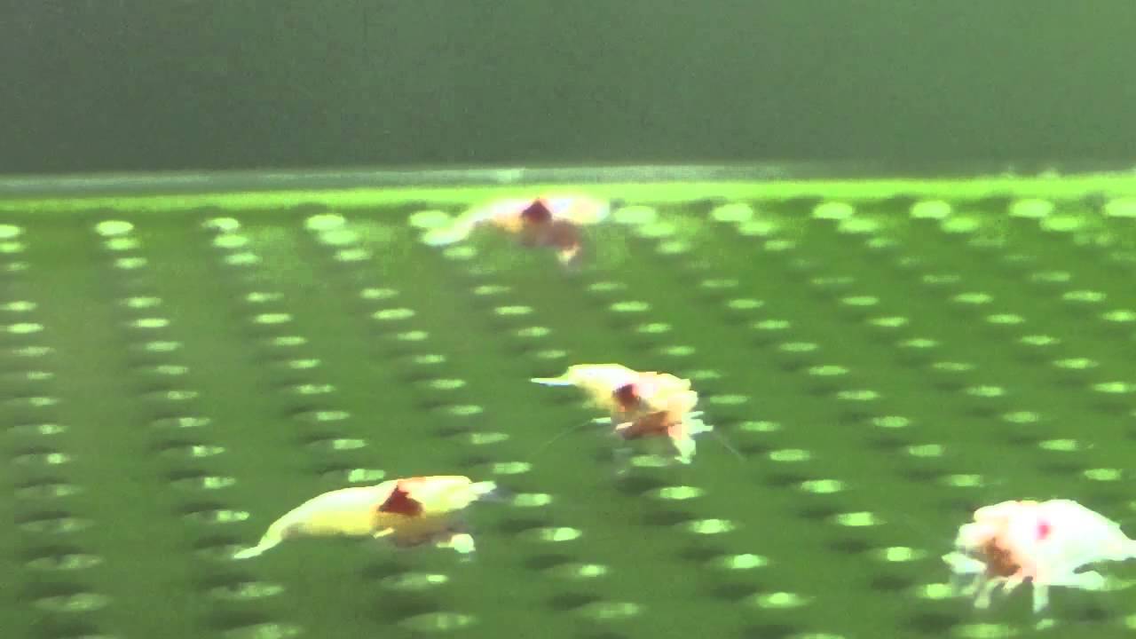 -甜蝦水族-SS紅白白軀