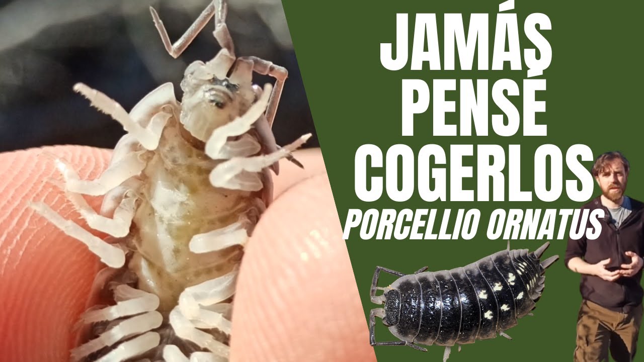 Nunca imaginé encontrar tantos ISÓPODOS ENORMES | Porcellio ornatus