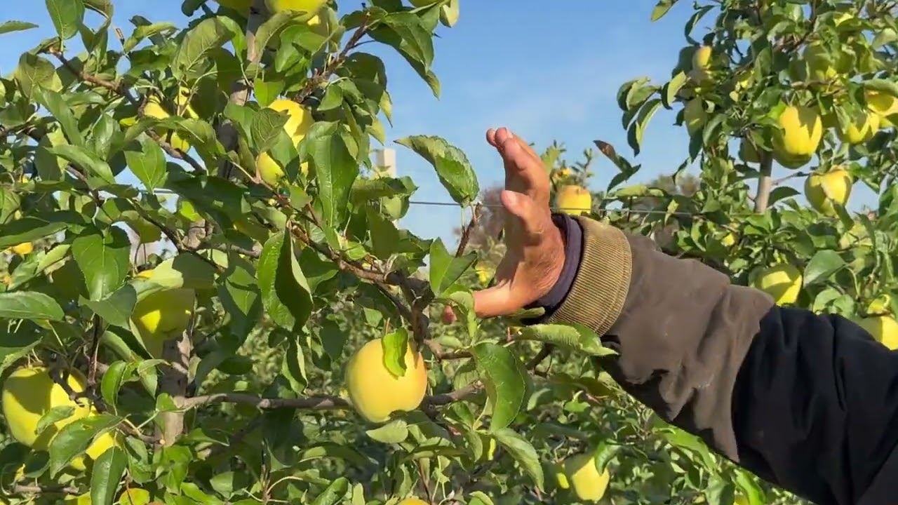 От зимней прививки до физиологии развития и обрезки  деревьев яблони 