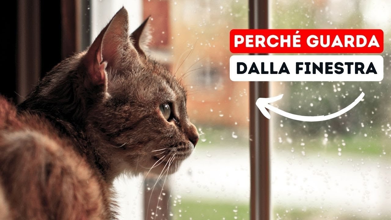 Perché il Tuo Gatto Guarda Fuori dalla Finestra?