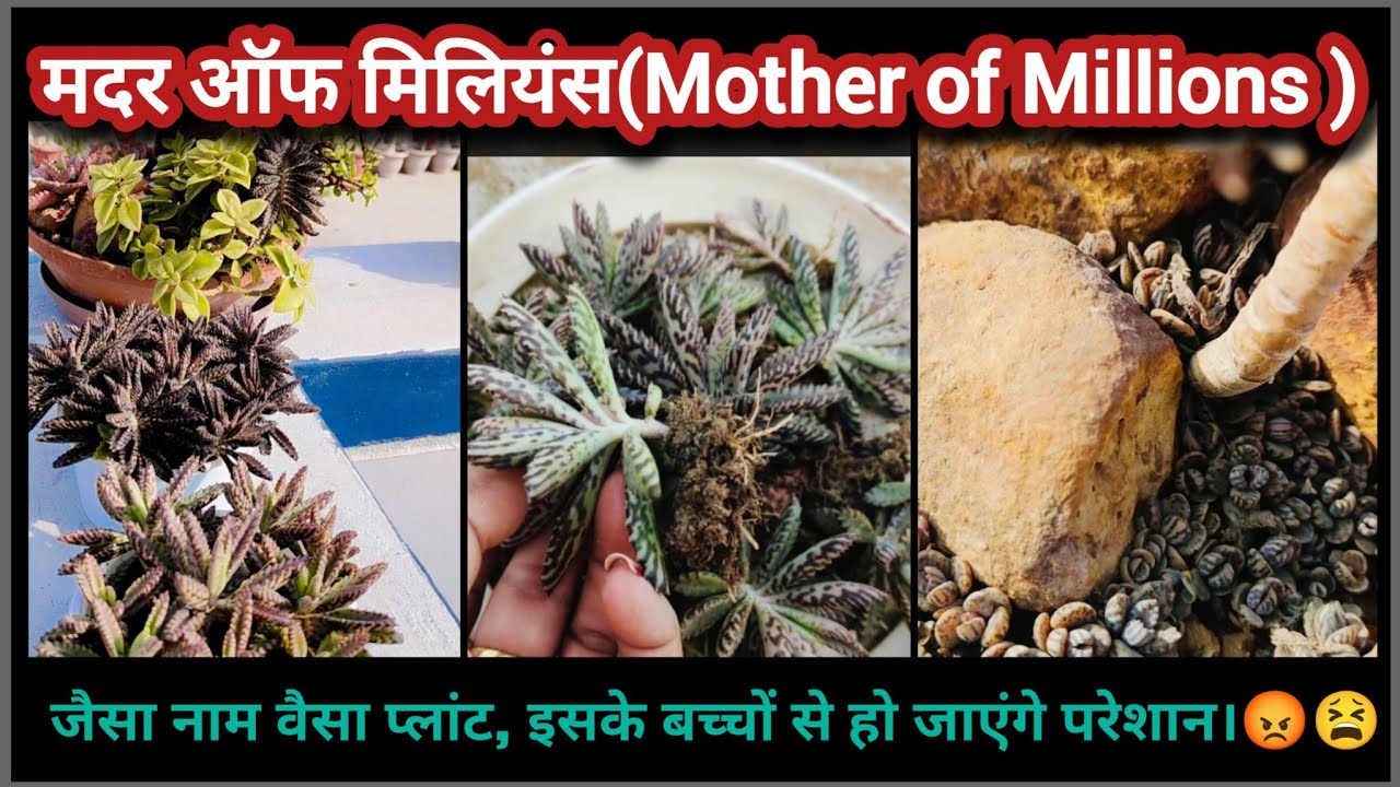 🪴How to grow Mother of Millions plant.🌱/ Propagate and care.✨/#millionmotherplant #succulentplant