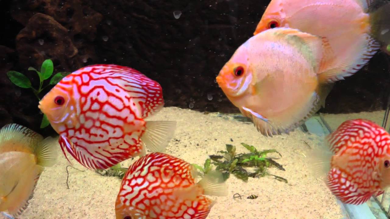 Aquarium Coenen 2015