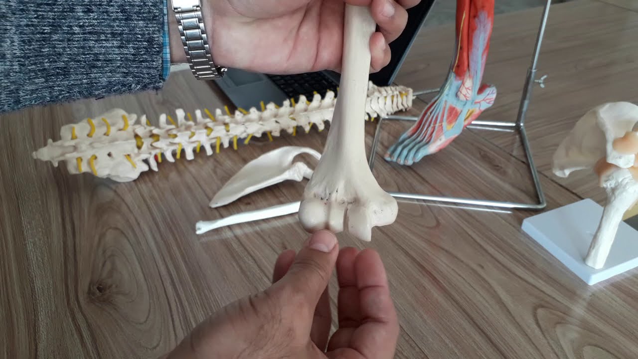 Humerus Bony Landmarks (an overview) Urdu/Hindi