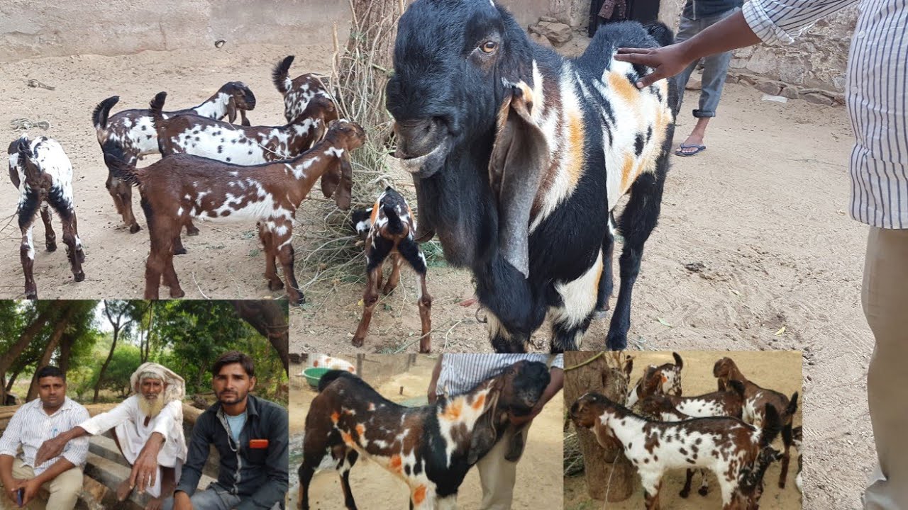 Oldest breed of Nagfani Goats | 80 year old farmer.