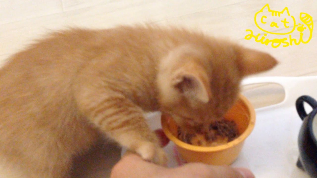 茶トラ子猫「ひろし」食事中に邪魔したらツッコミされた。ごめんよ　Don't disturb a cat during lunch