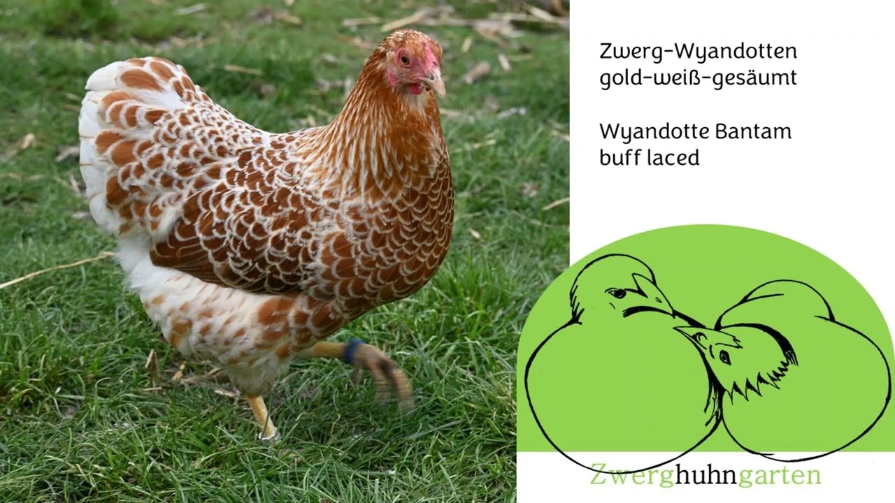 Zwerg-Wyandotten goldweißgesäumt - Wyandotte bantams buff laced by Zwerghuhngarten