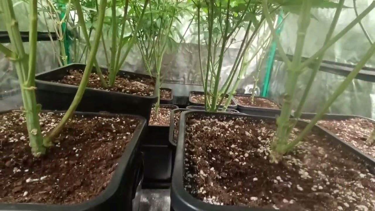 Primer cultivo indoor
