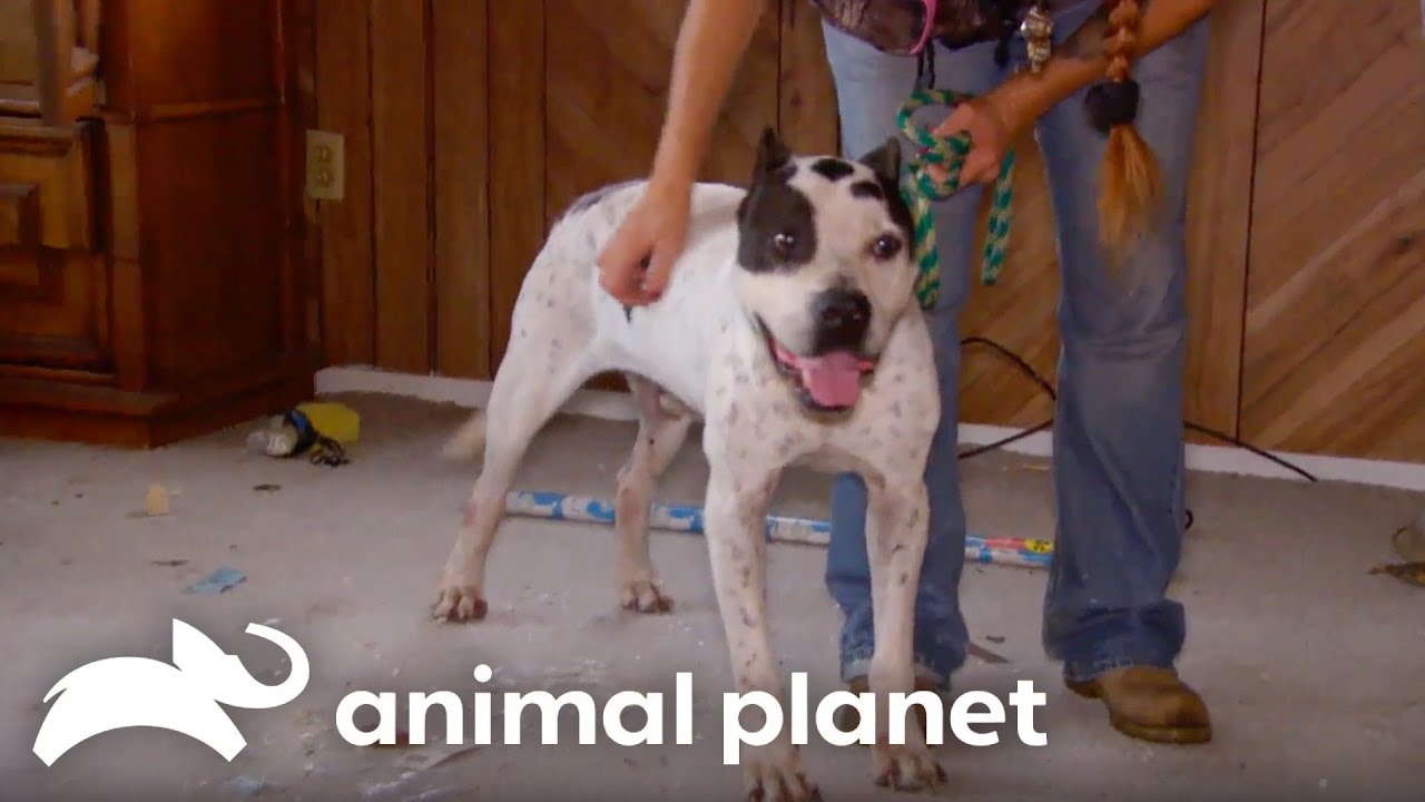Rescuing a Dog From an Abandoned House | Pit Bulls and Parolees | Animal Planet